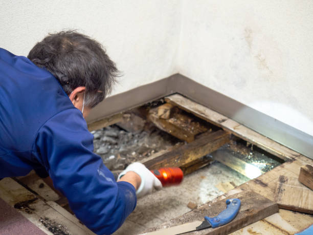 Best Mold Remediation  in Paulina, LA