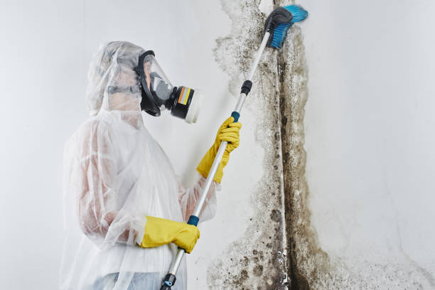 Best Black Mold Removal  in Paulina, LA