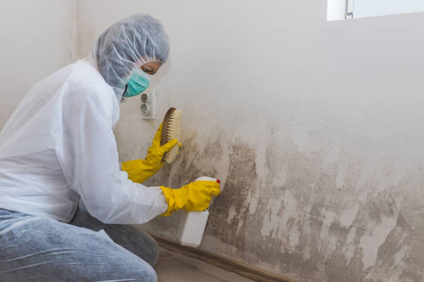 Best Residential Mold Removal  in Paulina, LA