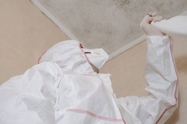Mold Removal Process in Paulina, LA