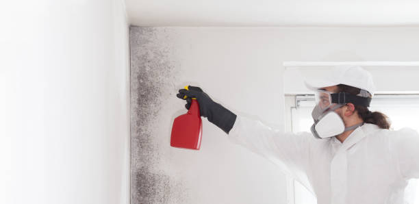 Best Certified Mold Removal  in Paulina, LA