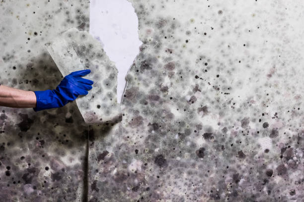 Best Best Mold Removal Companies  in Paulina, LA
